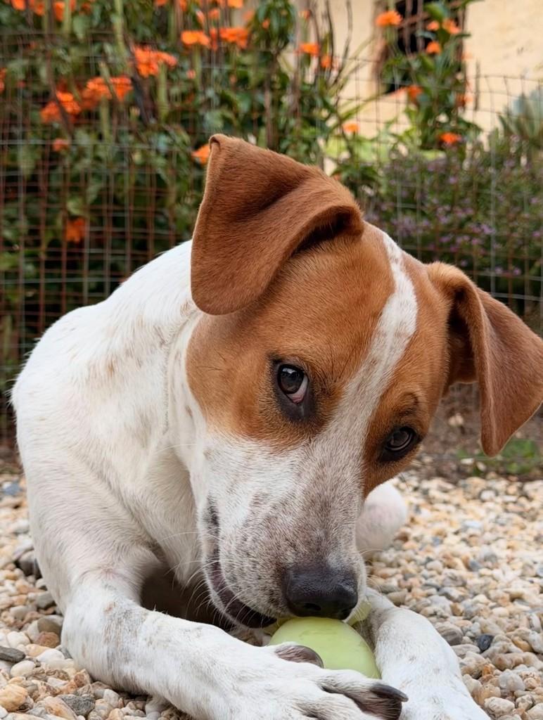 Joaquim, cachorro de porte médio para adoção em Guabiruba - SC — foto 2 de 6