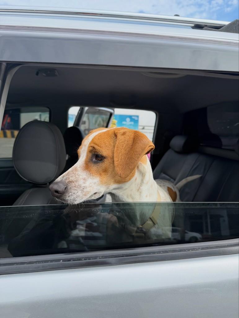 Joaquim, cachorro de porte médio para adoção em Guabiruba - SC — foto 3 de 6