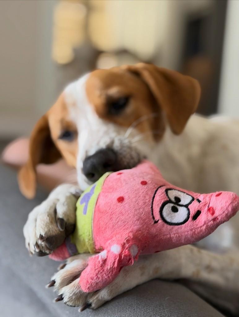 Joaquim, cachorro de porte médio para adoção em Guabiruba - SC — foto 4 de 6
