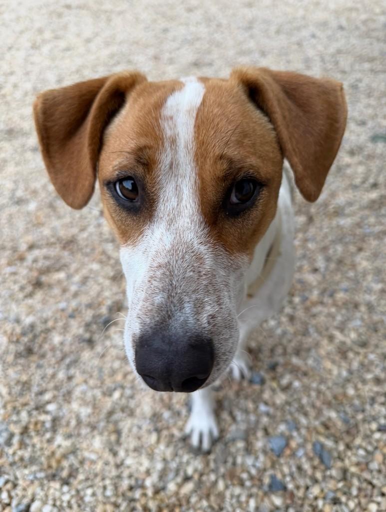 Joaquim, cachorro de porte médio para adoção em Guabiruba - SC — foto 5 de 6