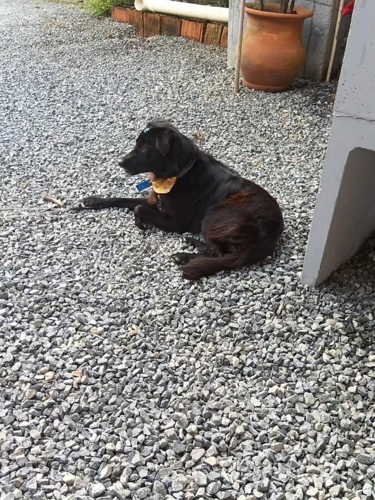 Esse menino, cachorro de porte médio para adoção em Guabiruba - SC