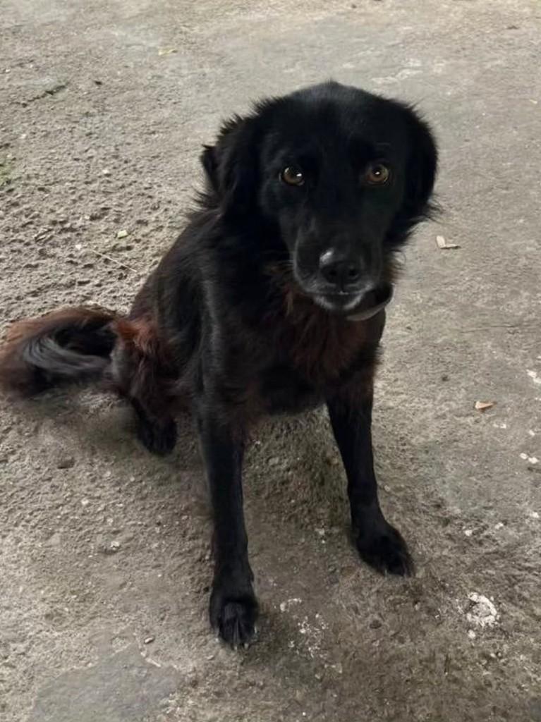 Esse menino, cachorro de porte médio para adoção em Guabiruba - SC — foto 2 de 2
