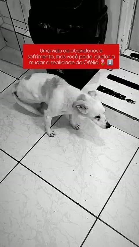 Ofélia, cadela de porte pequeno para adoção em Guabiruba - SC