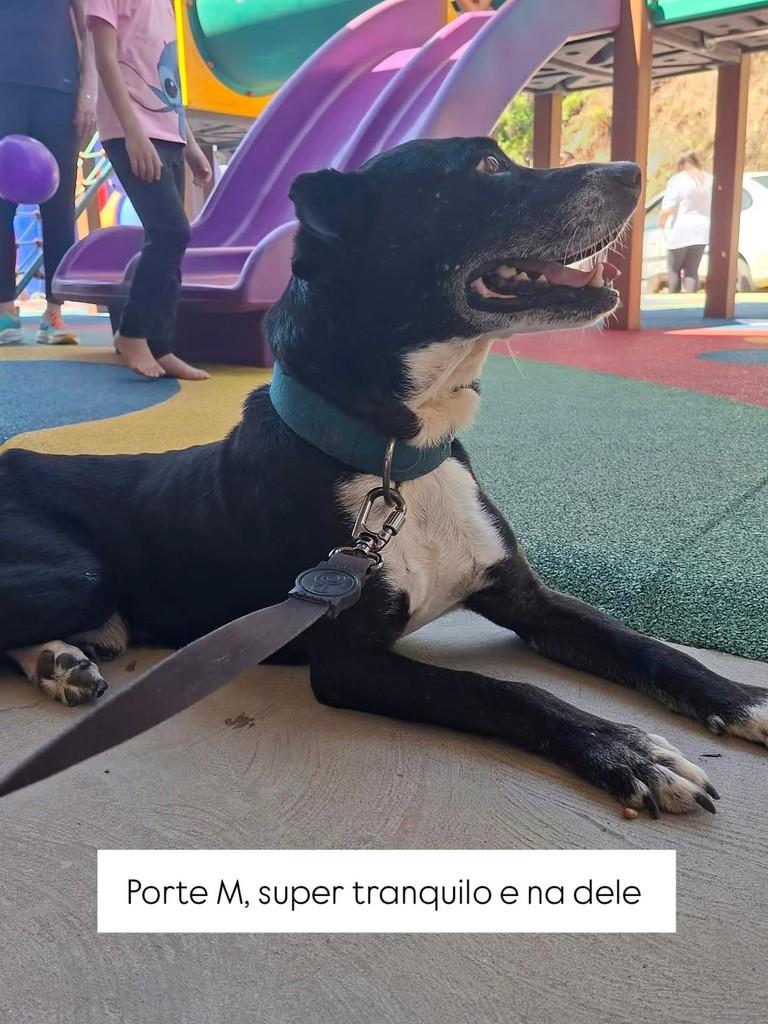 Bibico, cachorro de porte médio para adoção em Guabiruba - SC