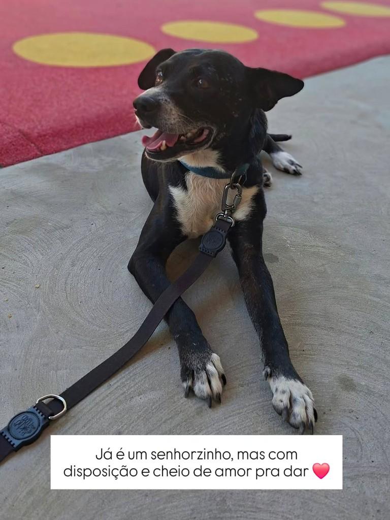 Bibico, cachorro de porte médio para adoção em Guabiruba - SC — foto 2 de 2