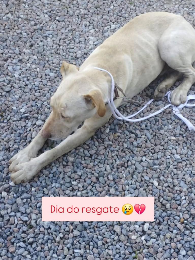 Atlas, cachorro para adoção em Guabiruba - SC