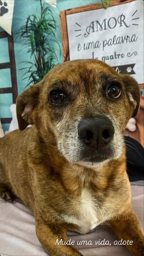 Tigrão, cachorro de porte médio para adoção em Sapucaia do Sul - RS