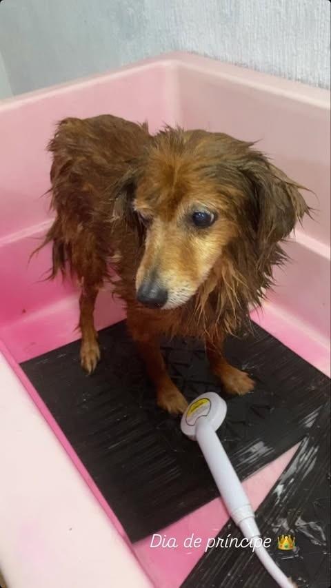Bugio, cachorro de porte pequeno para adoção em Sapucaia do Sul - RS