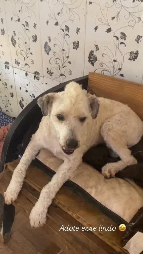 Urso, cachorro para adoção em Sapucaia do Sul - RS