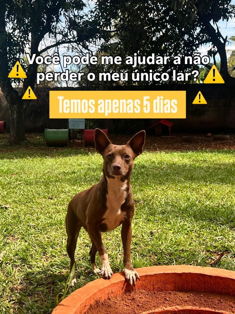 Leona, cadela de porte pequeno para adoção em Goiânia - GO