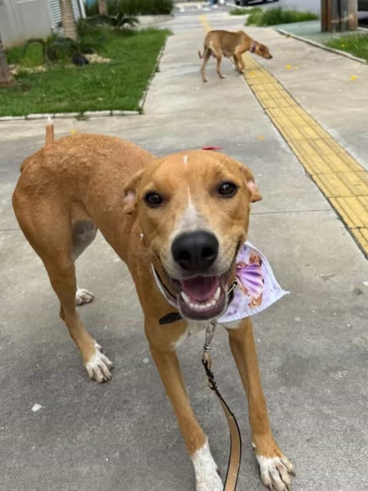 Madona, cadela de porte grande para adoção em Goiânia - GO