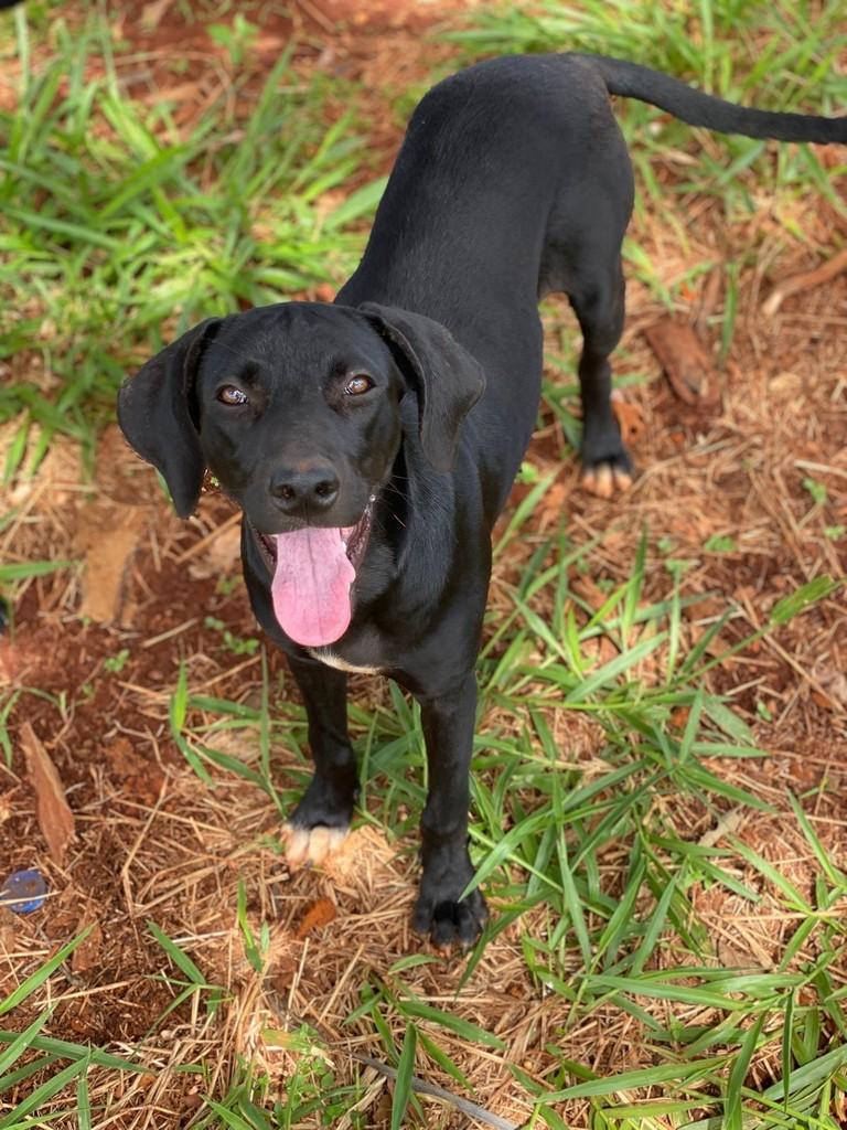 Iara, cadela de porte médio para adoção em Goiânia - GO
