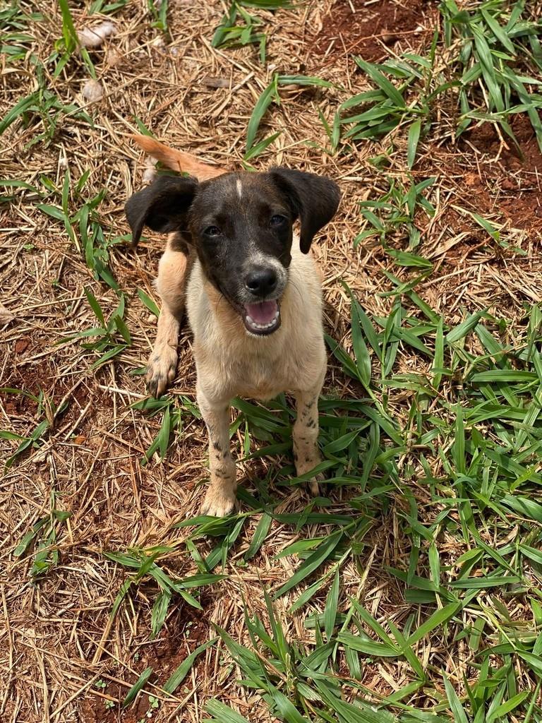 Docinho, cadela de porte pequeno para adoção em Goiânia - GO
