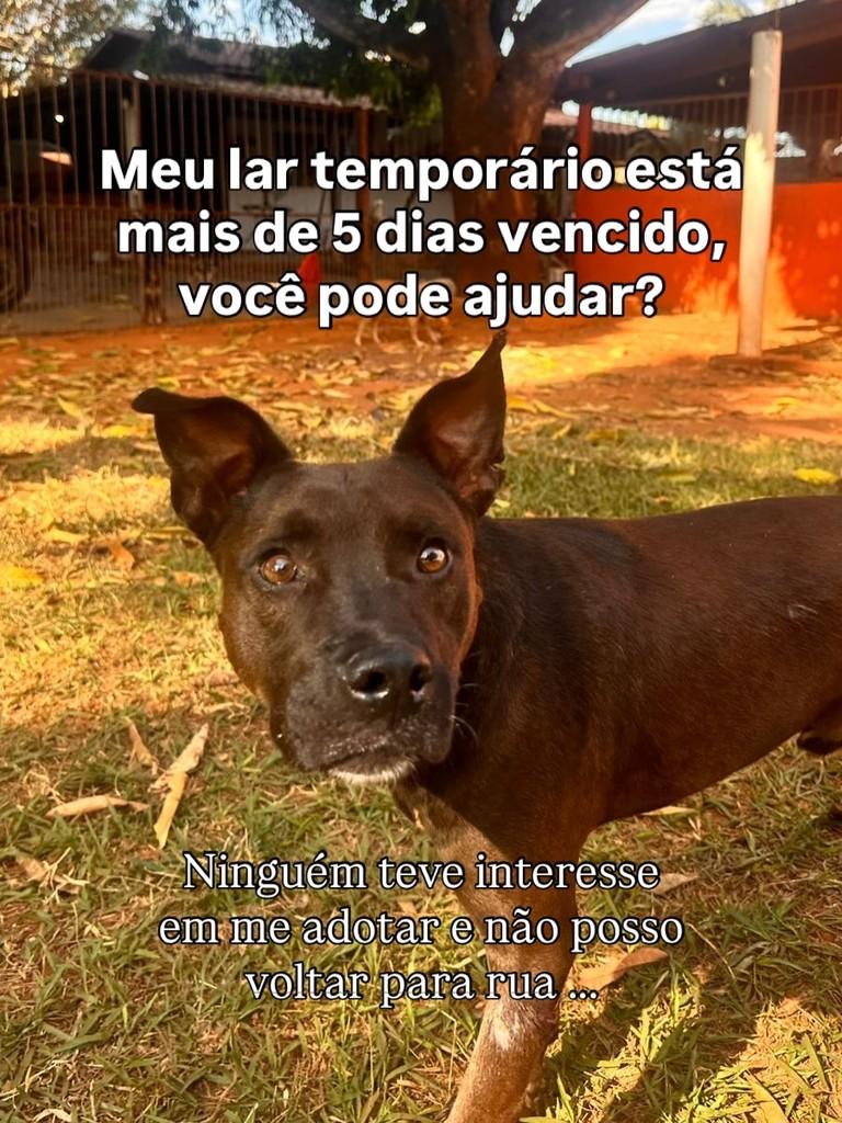 Cara, cachorro de porte médio para adoção em Goiânia - GO