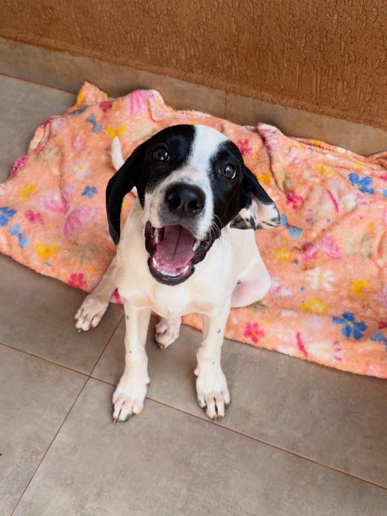 Levi, cachorro de porte médio para adoção em Goiânia - GO