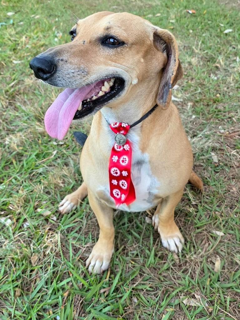 Mestiço de Basset, cachorro de porte pequeno para adoção em Goiânia - GO