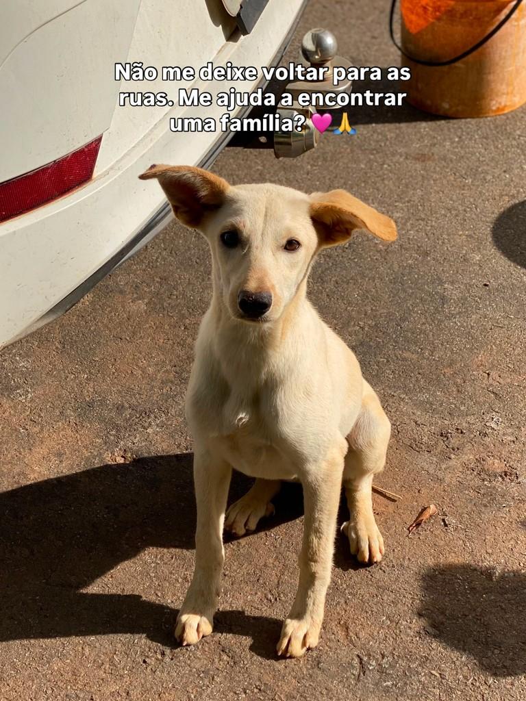 Grace, cadela de porte médio para adoção em Goiânia - GO