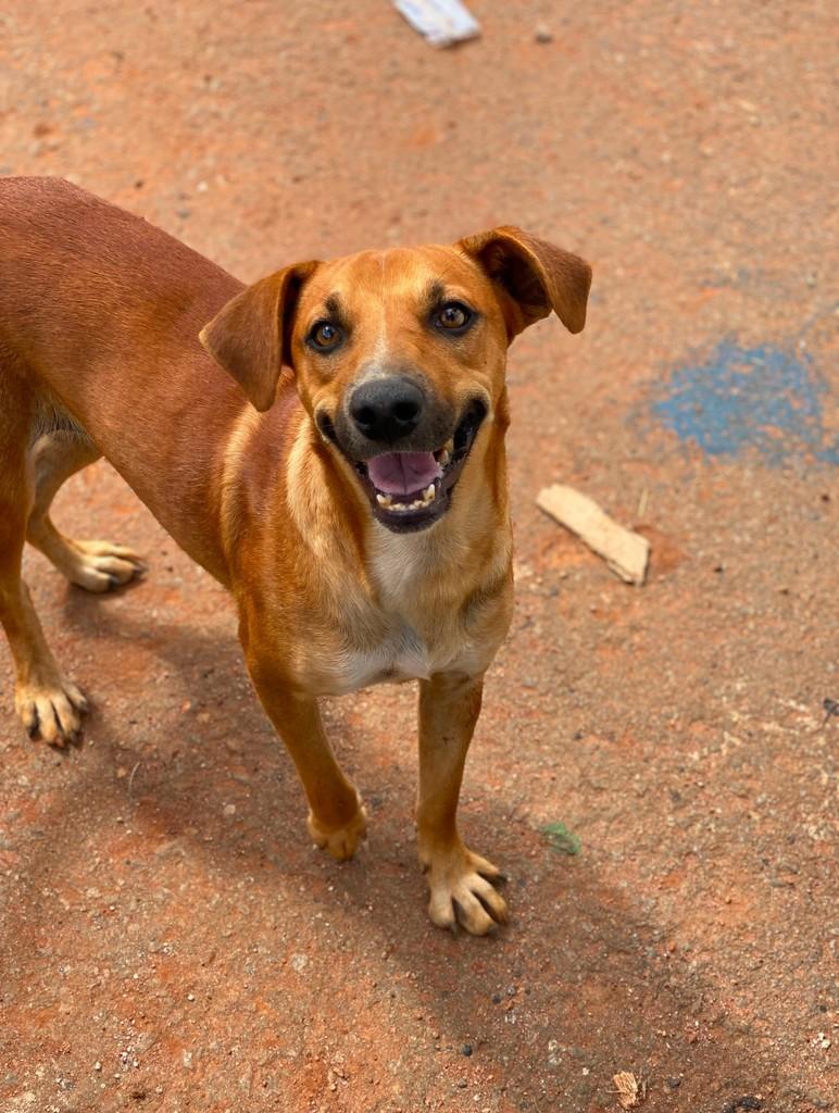 Didi, cadela de porte médio para adoção em Goiânia - GO