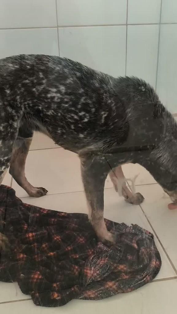 Guerreiro, cachorro de porte médio para adoção em Goiânia - GO