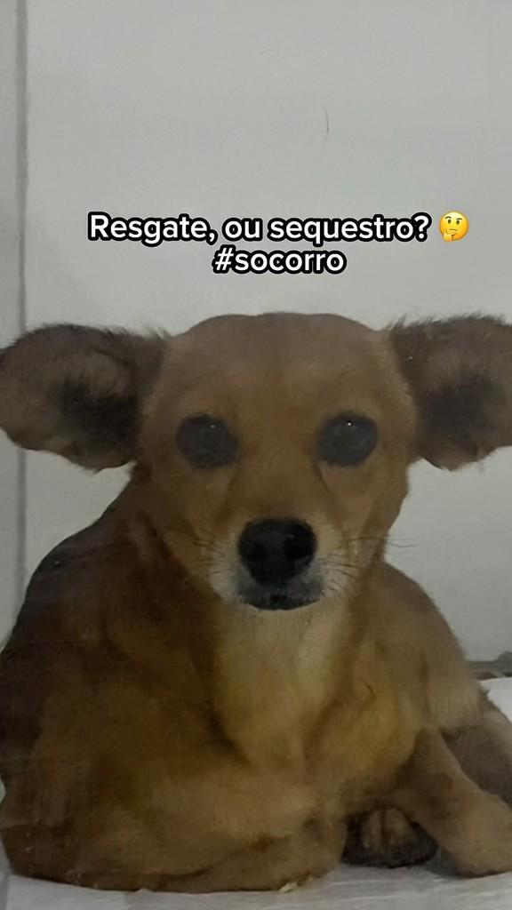 Lupita, cachorro de porte pequeno para adoção em Goiânia - GO