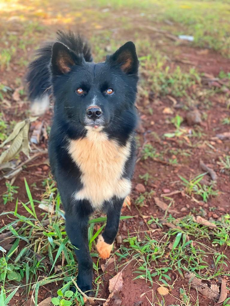Raposinho, cachorro de porte médio para adoção em Goiânia - GO