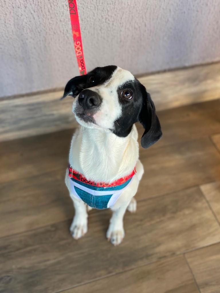 Furacão, cachorro de porte médio para adoção em Goiânia - GO