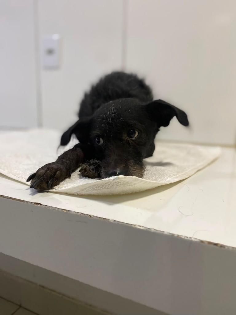 Alfredo, cachorro de porte pequeno para adoção em Goiânia - GO