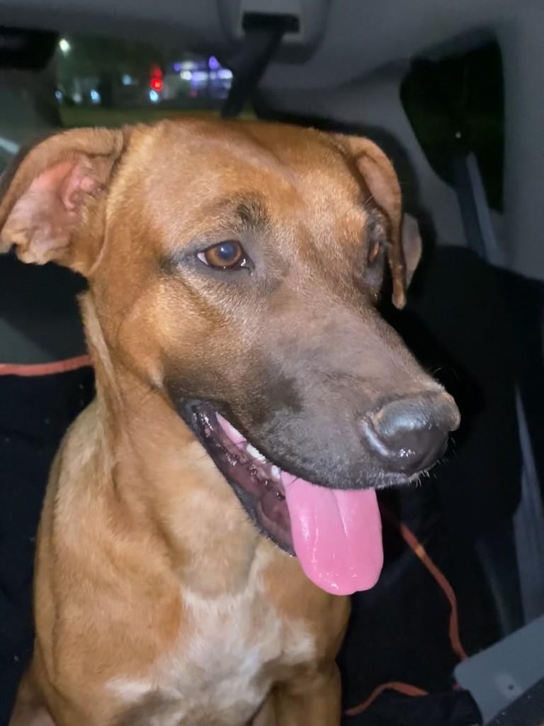 Ágata, cachorro de porte médio para adoção em Goiânia - GO