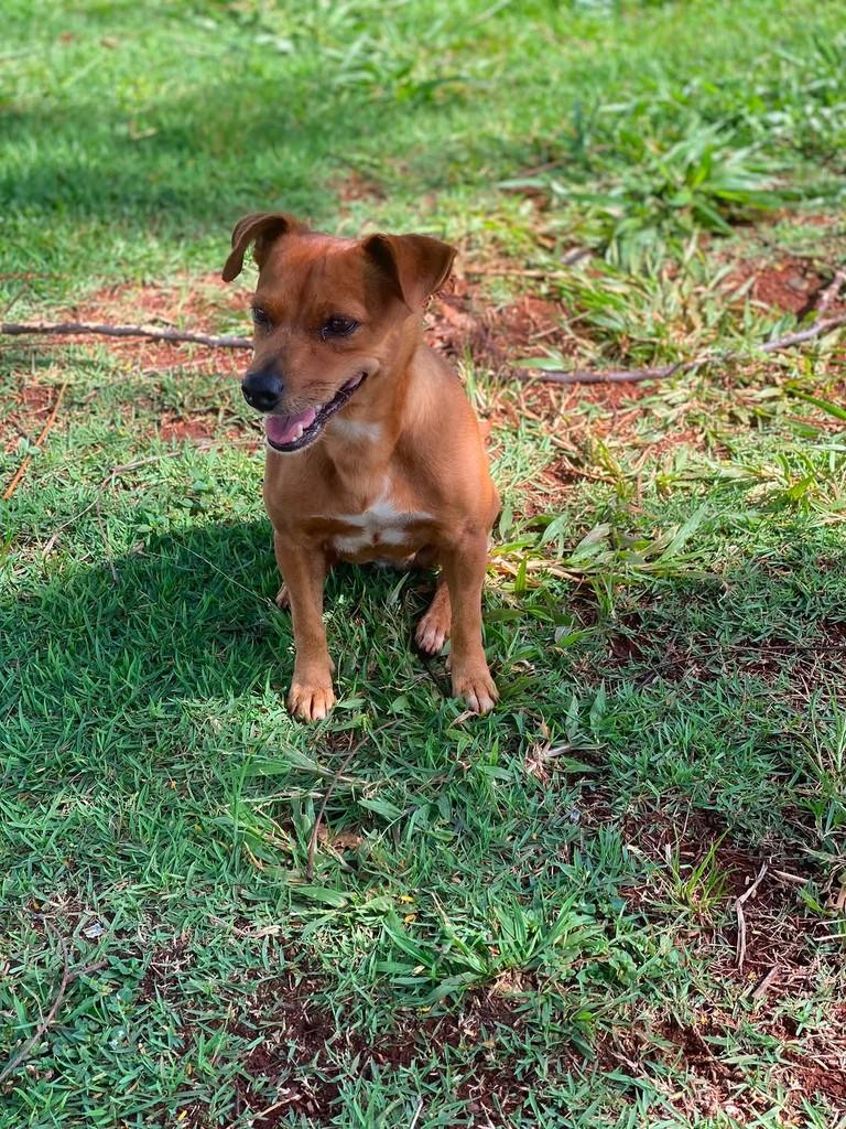Paçoca, cadela de porte pequeno para adoção em Goiânia - GO — foto 2 de 3