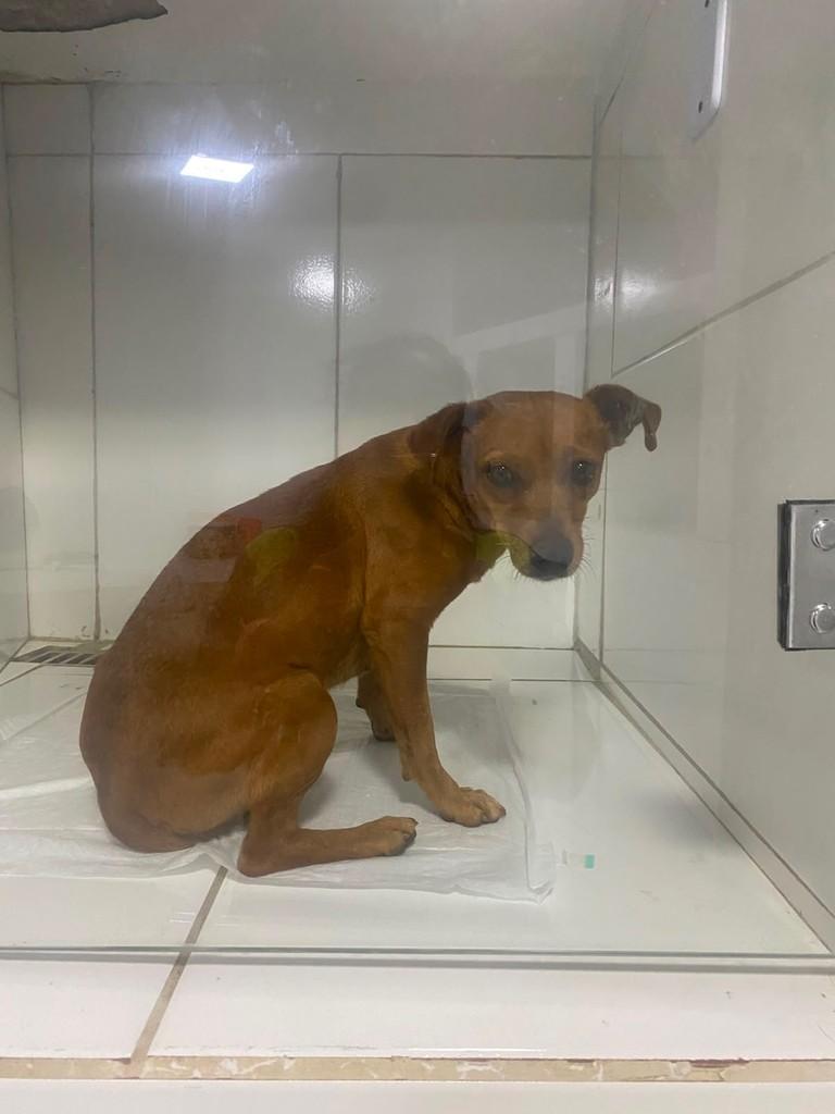 Paçoca, cadela de porte pequeno para adoção em Goiânia - GO — foto 3 de 3