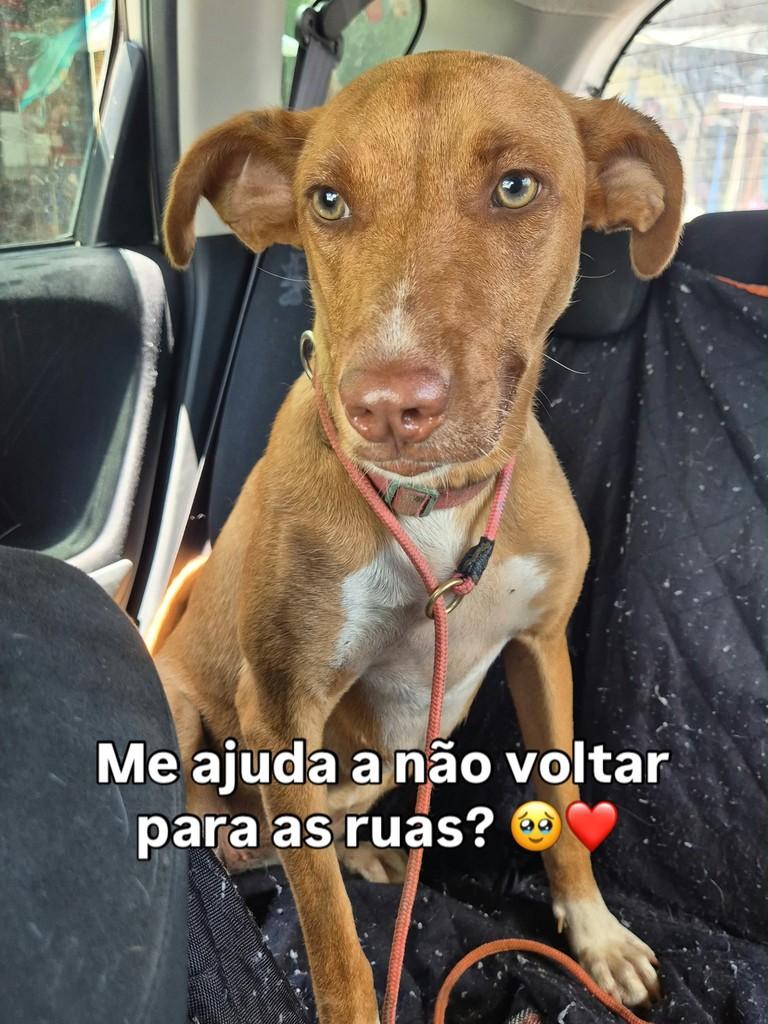 Marina, cadela de porte pequeno para adoção em Goiânia - GO