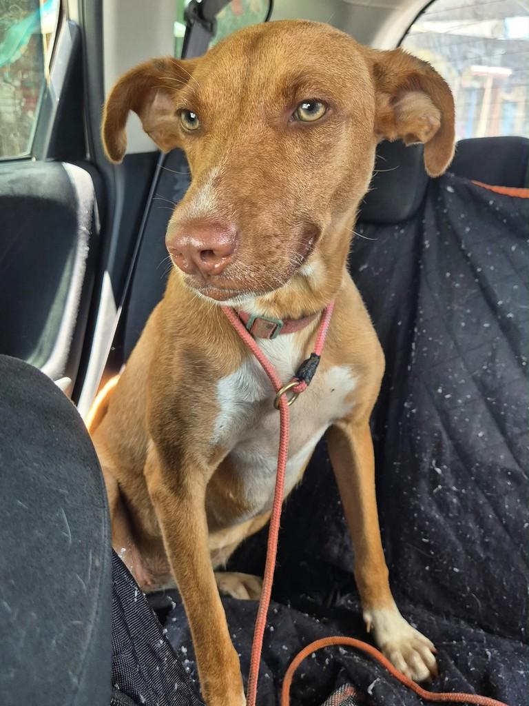 Marina, cadela de porte pequeno para adoção em Goiânia - GO — foto 2 de 2