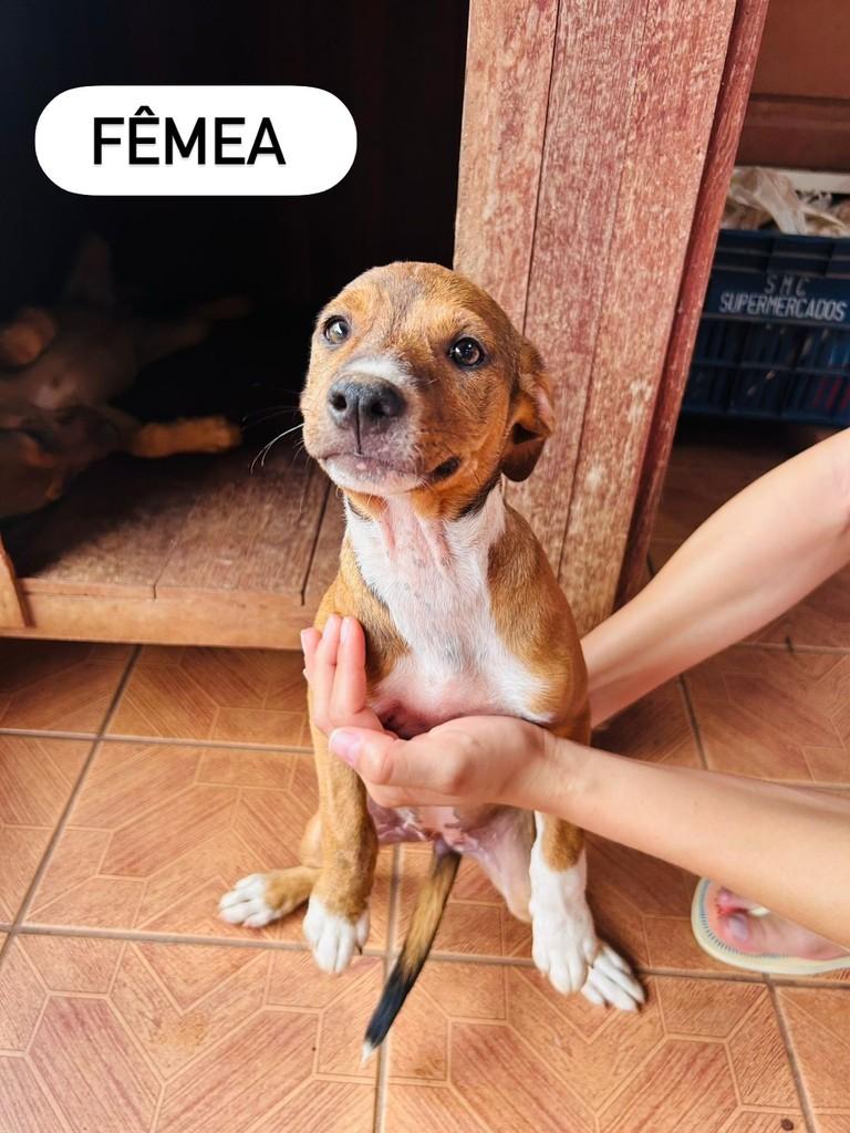 Filhotes, cachorro de porte pequeno para adoção em Itapira - SP