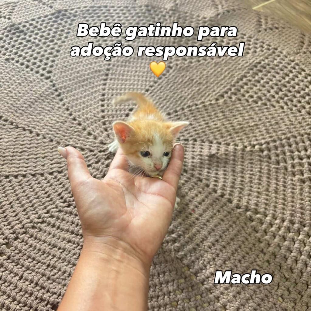 Lindo, gato de porte pequeno para adoção em Itapira - SP