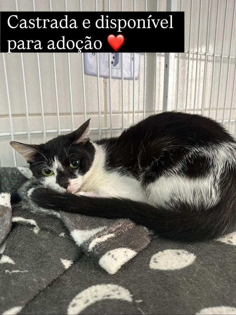 Menininha, gato de porte médio para adoção em Itapira - SP