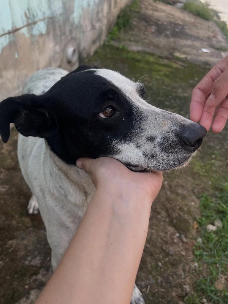 Cachorrinha, cadela de porte pequeno para adoção em Itapira - SP