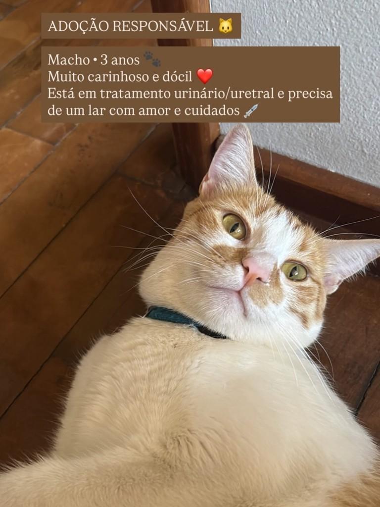 Esse Menino, gato de porte médio para adoção em Itapira - SP