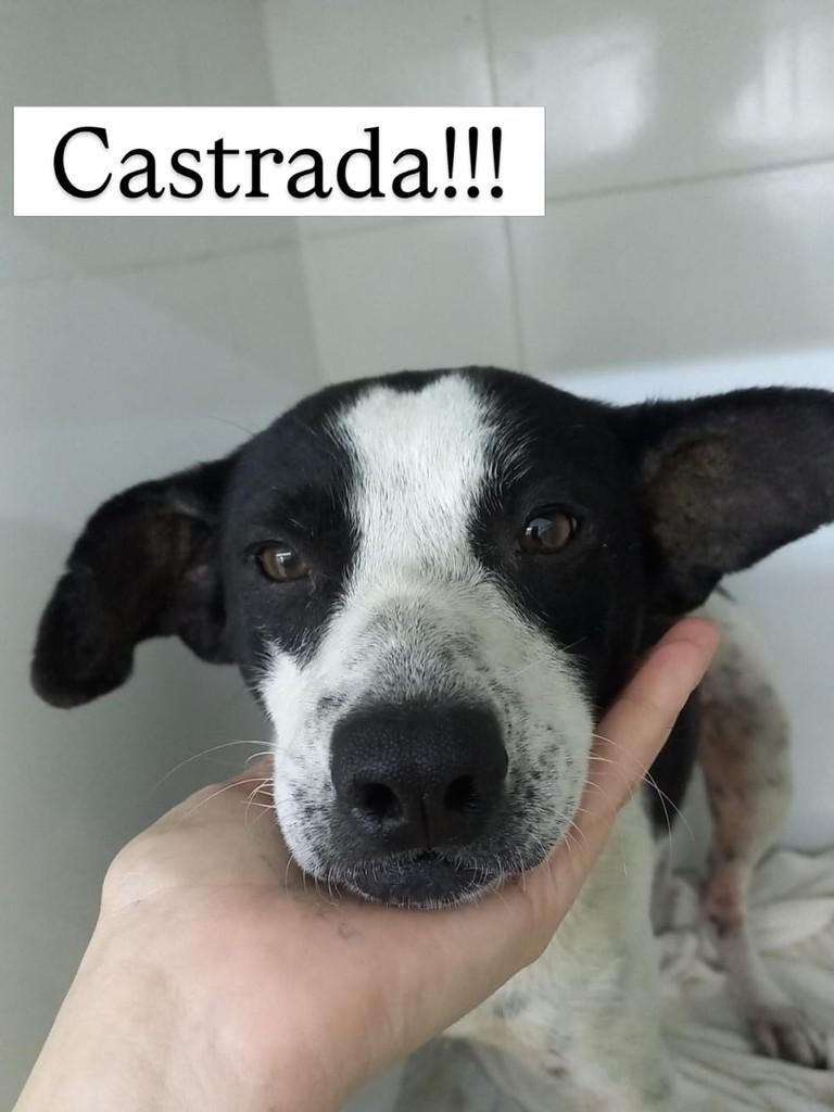 Randara, cachorro de porte pequeno para adoção em Itapira - SP