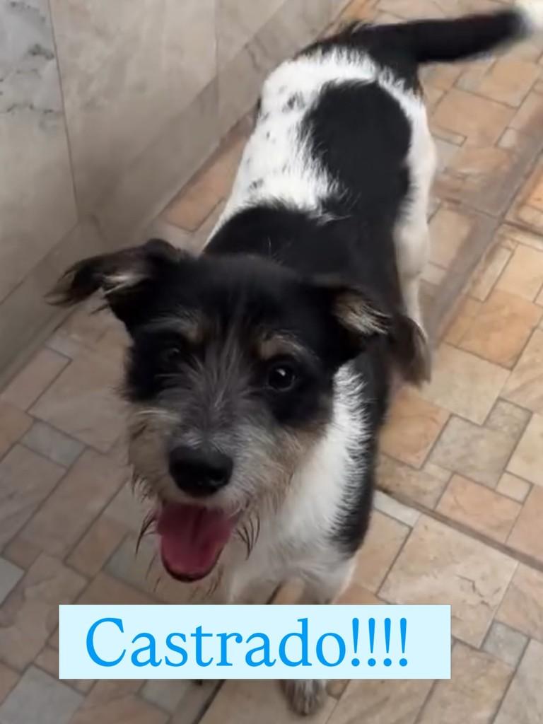 Agostinho, cachorro de porte pequeno para adoção em Itapira - SP