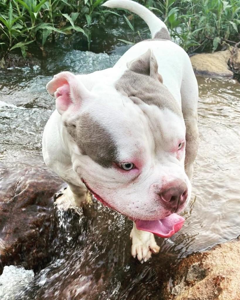 Vicente, cachorro de porte médio para adoção em Itapira - SP