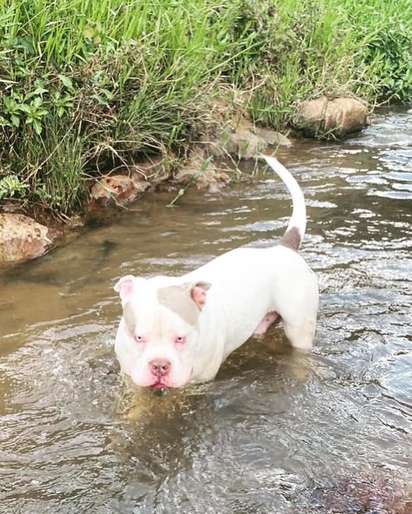 Vicente, cachorro de porte médio para adoção em Itapira - SP — foto 2 de 2