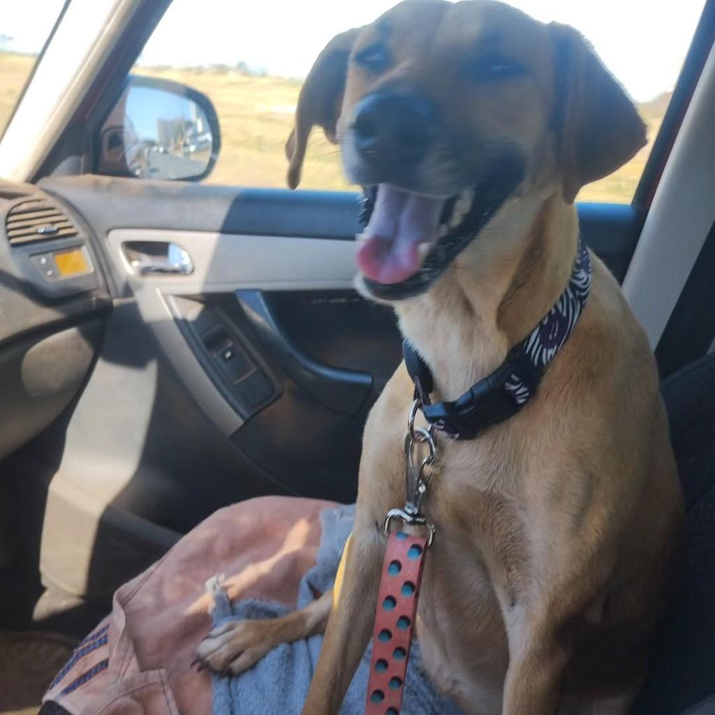 Lessie, cadela de porte médio para adoção em Brasília - DF