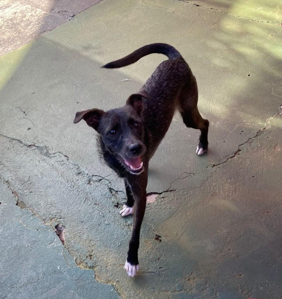 Vicky, cadela de porte pequeno para adoção em Marau - RS