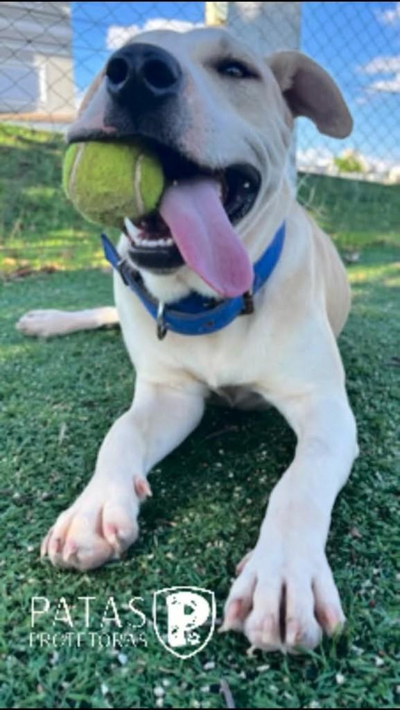 Rocky, cachorro de porte grande para adoção em Marau - RS