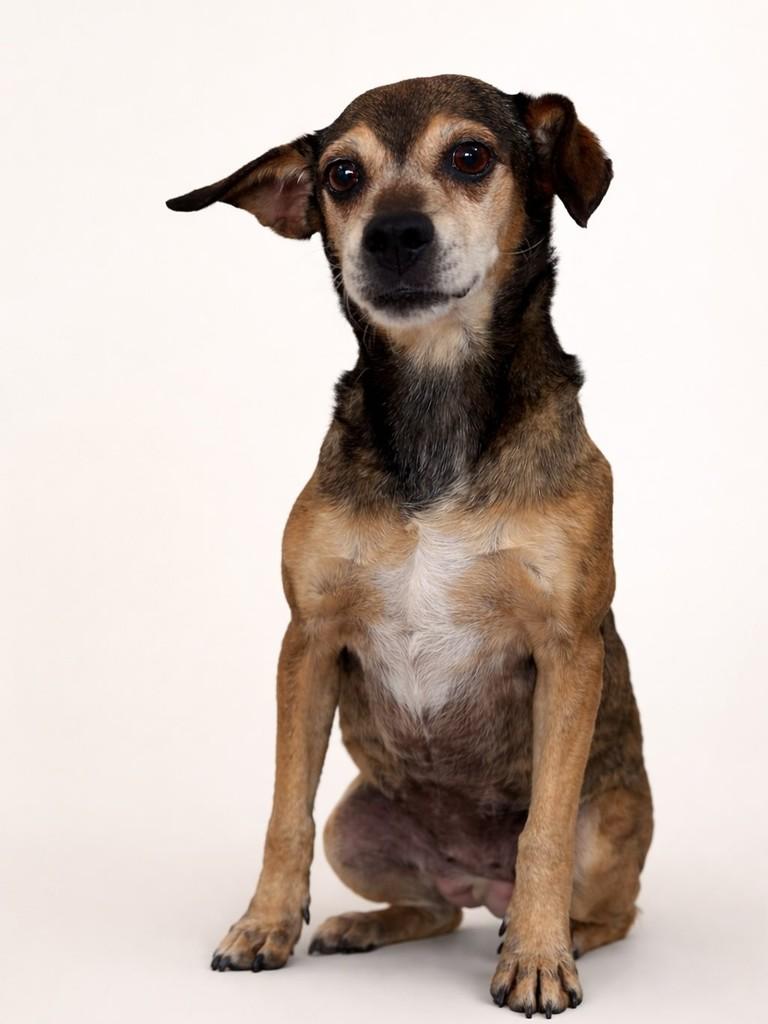 Linda, cachorro de porte pequeno para adoção em Marau - RS