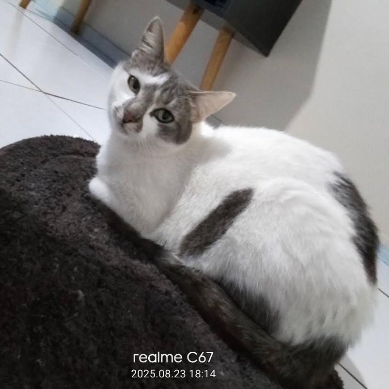 Dora, gato de porte médio para adoção em Marau - RS