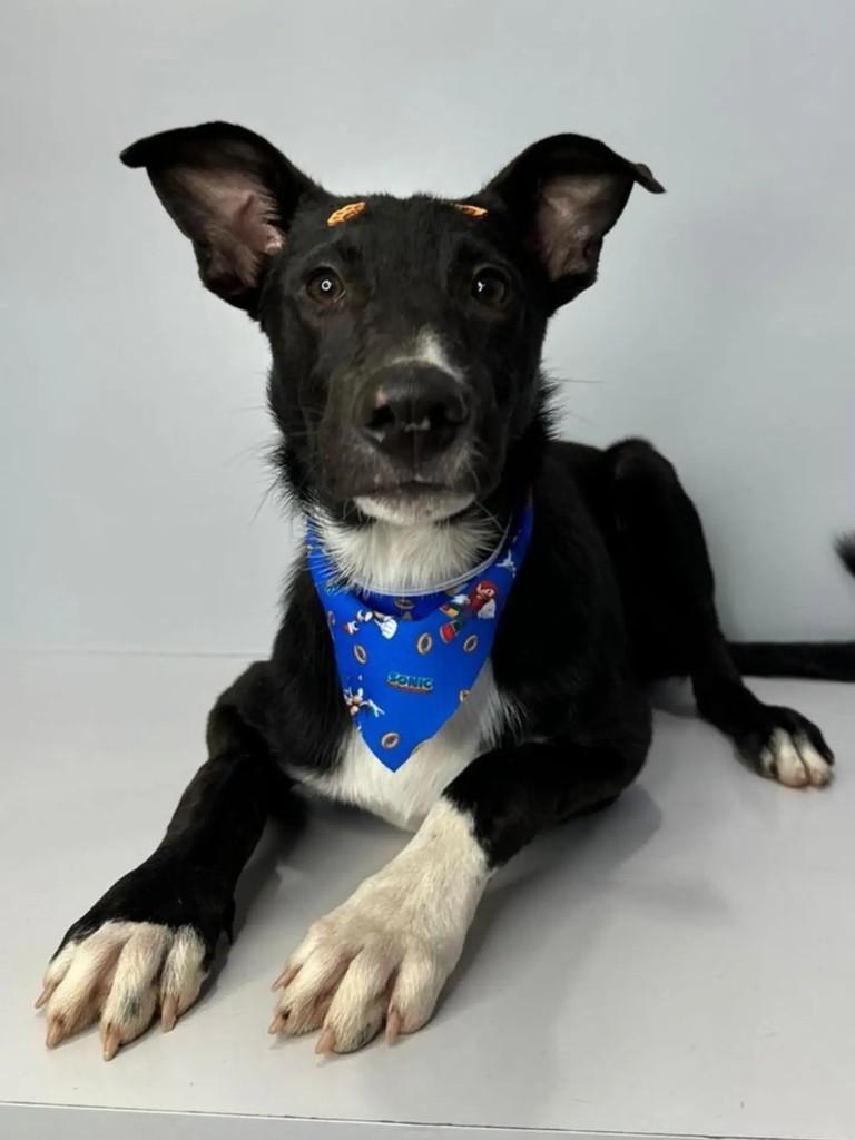 Moacir, cachorro de porte médio para adoção em Marau - RS