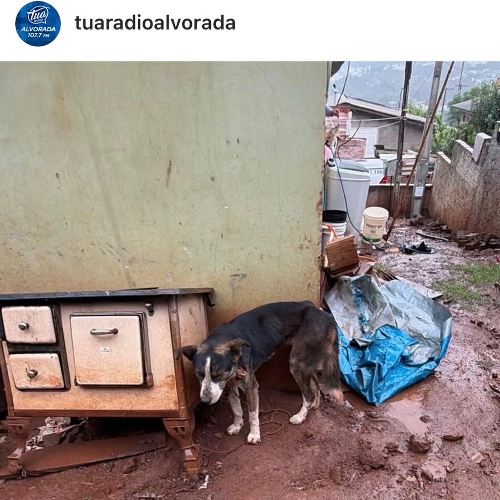 Mocinha, cadela de porte médio para adoção em Marau - RS