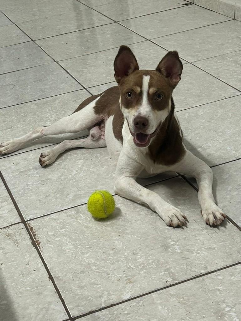 Caio, cachorro de porte médio para adoção em Marau - RS