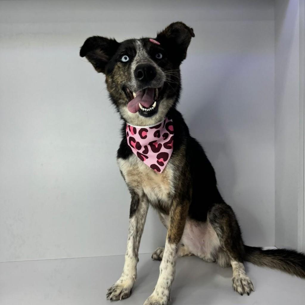 Mabel, cachorro de porte médio para adoção em Marau - RS